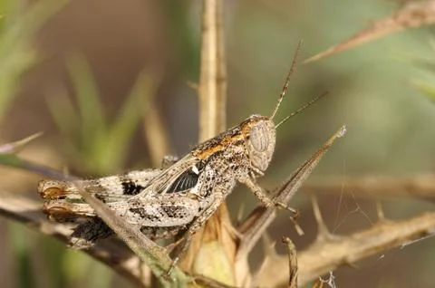 Grasshopper on a branch Stock Photos