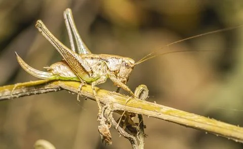 Grasshopper on a branch Stock-Fotos