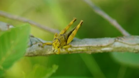 A grasshopper is on a branch Stock Photos