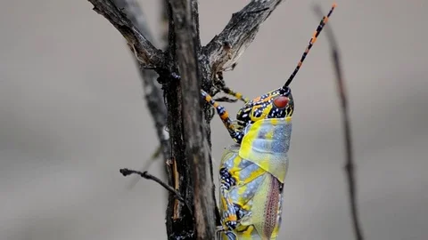 Grasshopper on a brown plant 스톡 동영상 72246762