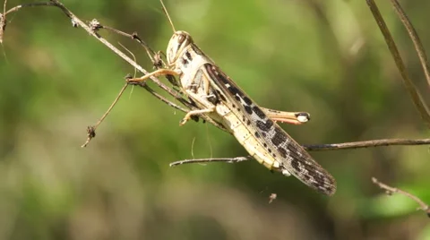 Grasshopper in the Brush Stock Footage