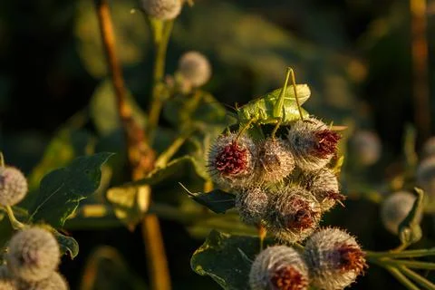Grasshopper on burdock flowers Stock Photos