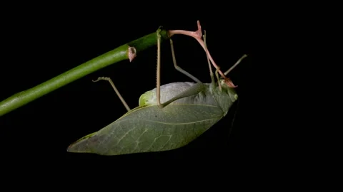 Grasshopper Bush Cricket Falls from Leaf Slow Motion 스톡 동영상 191892309