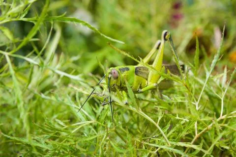 Grasshopper in a bush Stock Photos