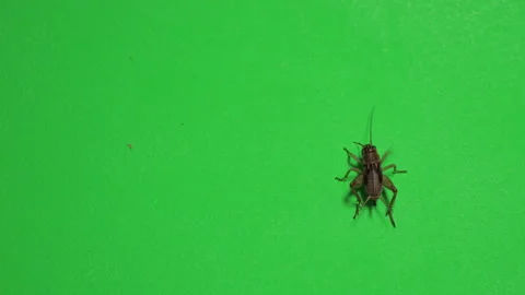 Grasshopper C on Green Screen Chroma Key Pt3 of 15 Stock Footage 241375612