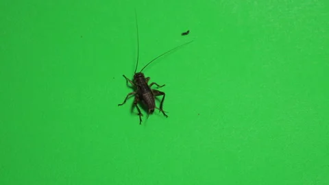 Grasshopper C on Green Screen Chroma Key Pt1 of 15 Stock Footage 241377109