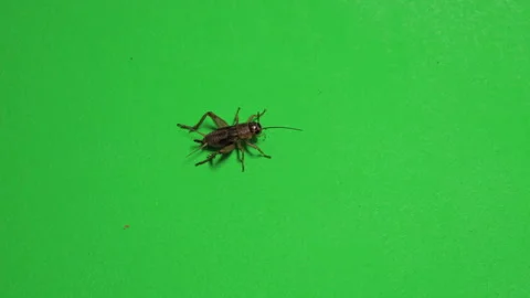 Grasshopper C on Green Screen Chroma Key Pt6 of 15 Stock Footage 241378157