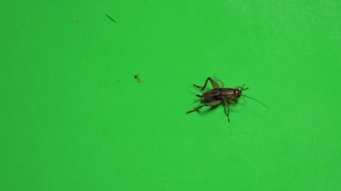 Grasshopper C on Green Screen Chroma Key Pt10 of 15 Stock Footage 241379677