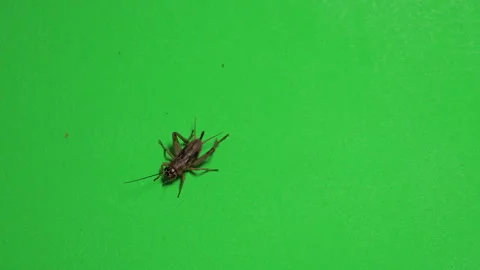 Grasshopper C on Green Screen Chroma Key Pt9 of 15 Stock Footage 241380185