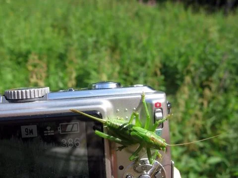 Grasshopper on the camera Stock Photos