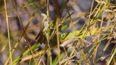 Grasshopper Camouflaged in Dry Grass, Close up Macro Shot Stock Footage 320853806