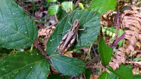 Grasshopper Camouflaged on Green Leaf Macro Insect Wildlife Stock Footage 118703750