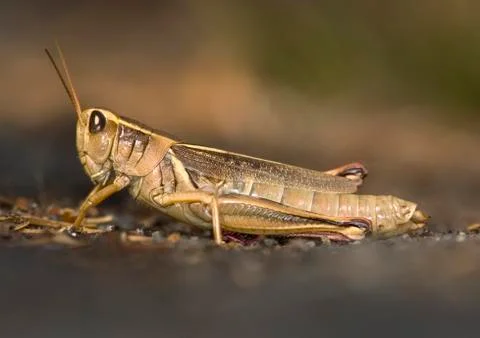 Grasshopper, Canada Stock Photos