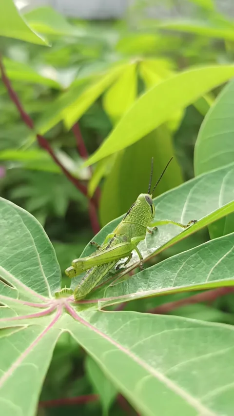 Grasshopper on cassava leaves Video stock 232826365