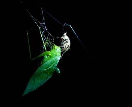 Grasshopper caught in a spider web Stock Photos