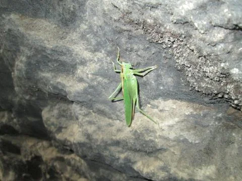Grasshopper in a cave Stock Photos