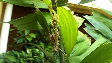 A grasshopper is changing skin on a tree Video stock 123830855