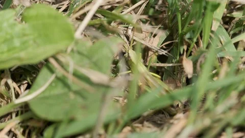 Grasshopper chirping and jumping away Video stock 113855019