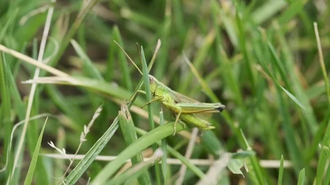 Grasshopper chirping and jumping away 스톡 동영상 113855982