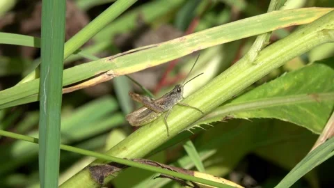 Grasshopper chirping by rubbing it's hind legs against it's wings Stock Footage 134836054