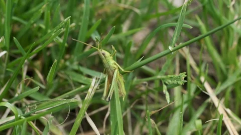 Grasshopper chirping several times Video stock 114009695