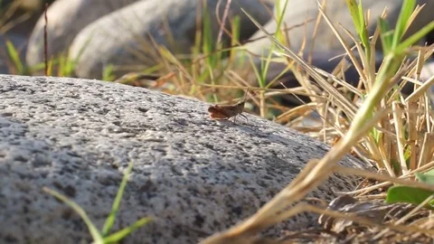 The grasshopper chirps sitting on the stone Stock Footage 71592275
