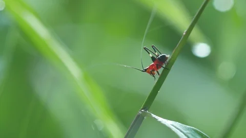 Grasshopper cleaning its antenna Video stock 99597204