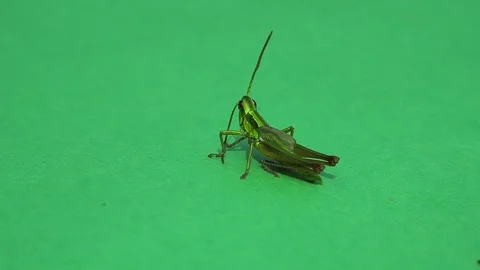 Grasshopper cleaning its antennas green screen slow motion Stock Footage 304584752