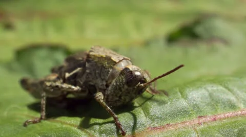 Grasshopper cleaning its feelers on leaf. Stock Footage 22715046