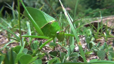 Grasshopper  is cleaning itself 1 Stockbeeldmateriaal 102903934
