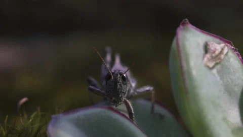 Grasshopper cleans feet Video stock 171424937