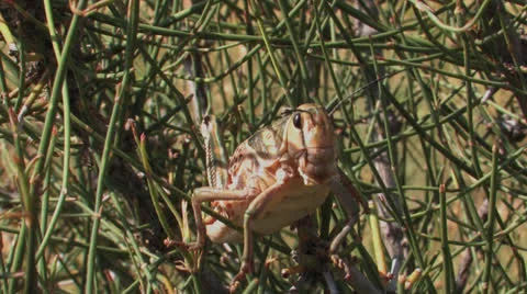 Grasshopper cleans Stock Footage 23135900