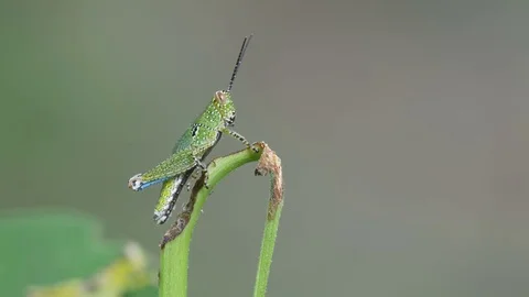 Grasshopper climbing on the plant shoot Stock Footage 79433251