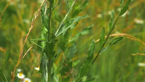 A grasshopper climbs a thistle stalk in the forest. 스톡 동영상 201087820