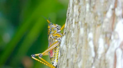Grasshopper climbs a tree Vidéo 11200509