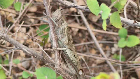 Grasshopper Clinging Vertically to Branch in Natural Habitat Stock Footage 323301359