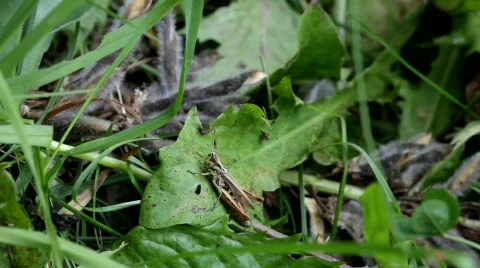 Grasshopper clitters first, then he climbs over a leaf in a meadow. Stock Footage