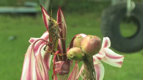 Grasshopper close-up eating Summer Lilly clip 4 Stock Footage 11336520