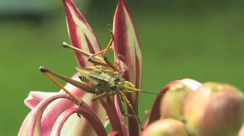Grasshopper close-up eating Summer Lilly clip 5 Stock Footage 11336522