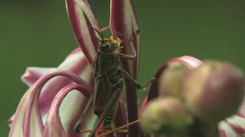 Grasshopper close-up eating Summer Lilly clip 2 Видео 11336661