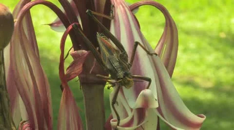 Grasshopper close-up eating Summer Lilly clip 8 Stock Footage