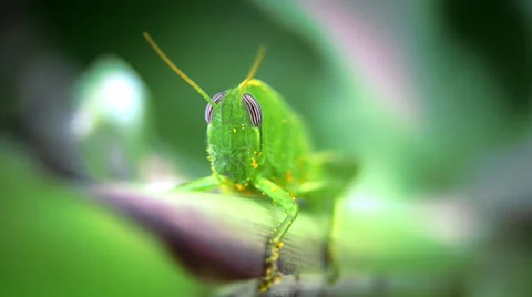 Grasshopper close up 库存影片 33467075