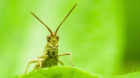 Grasshopper close up 스톡 동영상 41278137