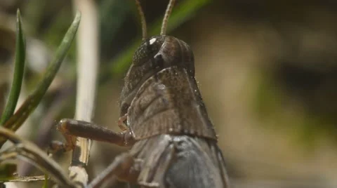 Grasshopper Close up 動画素材 54145269