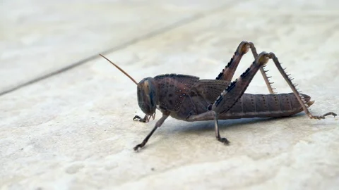 Grasshopper close up Stock Footage 117033597