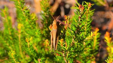 Grasshopper close up Stock Footage 133272020