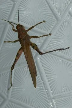 Grasshopper. A close-up of a large brown grasshopper 스톡 사진