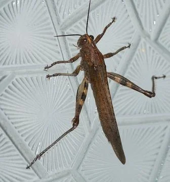 Grasshopper. A close-up of a large brown grasshopper 스톡 사진