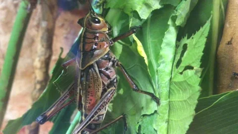 Grasshopper Up Close on Leaf Stock Footage 171437620