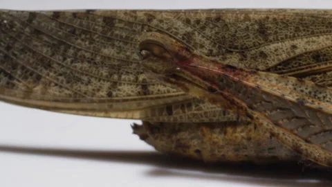 Grasshopper close up macro view of texture exoskeleton and wings Stock Footage 137116007